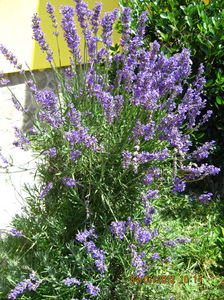  - Lavanda - Lavandula augustifolia