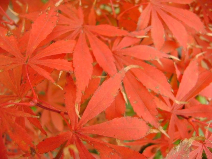 Acer palmatum atropurpureum, detaliu - Bonsai si prebonsai 2016-2017