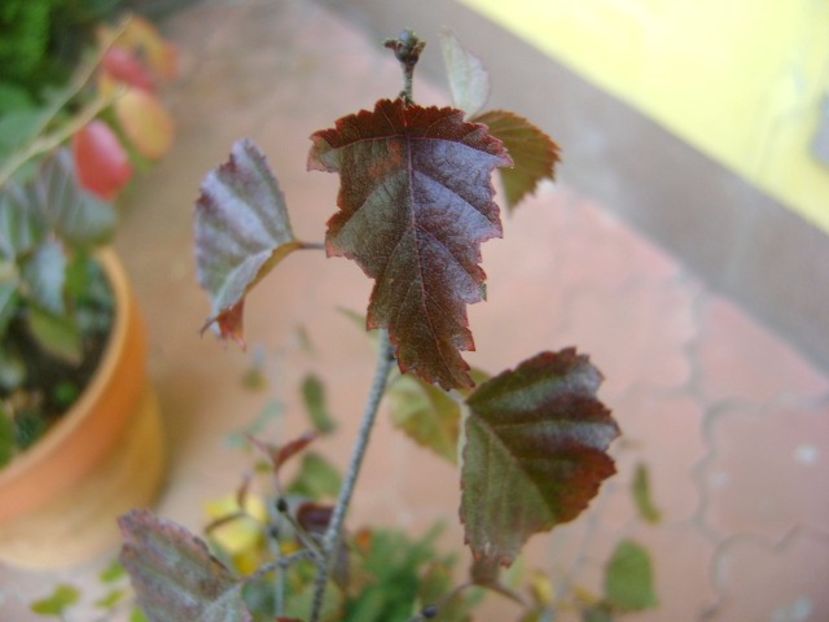 Mesteacan negru, detaliu - Bonsai si prebonsai 2016-2017
