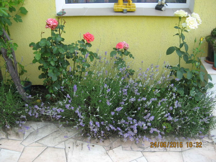  - Lavanda - Lavandula augustifolia