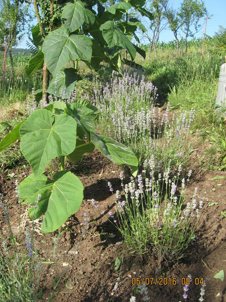  - Lavanda - Lavandula augustifolia