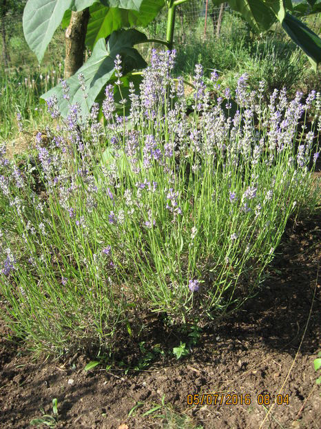  - Lavanda - Lavandula augustifolia