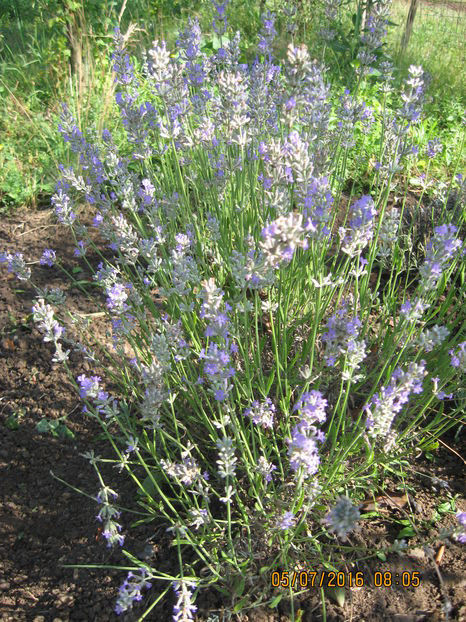  - Lavanda - Lavandula augustifolia