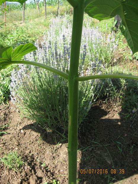  - Lavanda - Lavandula augustifolia