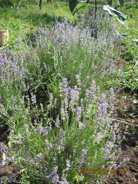  - Lavanda - Lavandula augustifolia