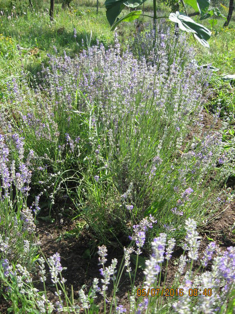  - Lavanda - Lavandula augustifolia