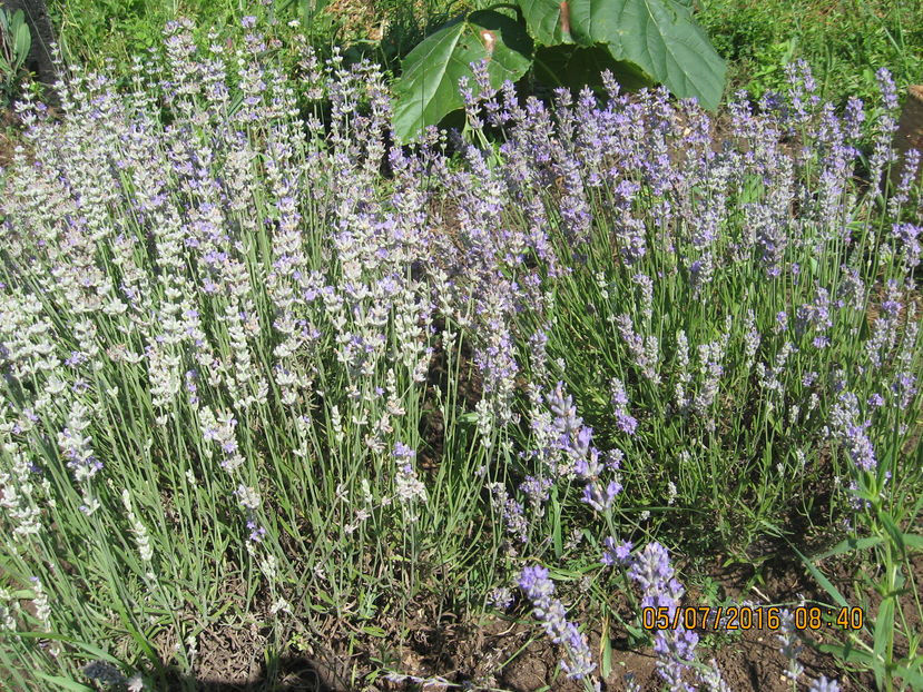  - Lavanda - Lavandula augustifolia