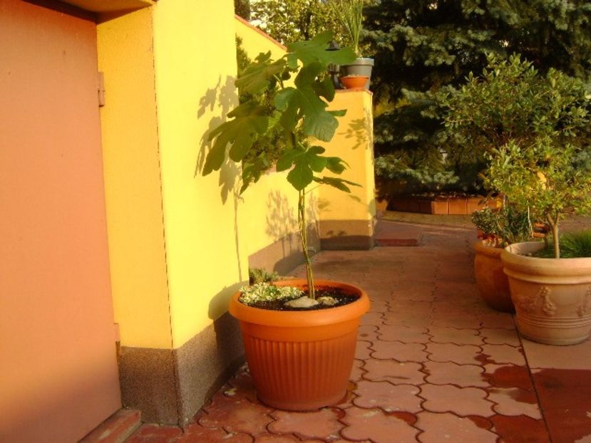 3 Smochini impletiti - Toamna 2016-2017