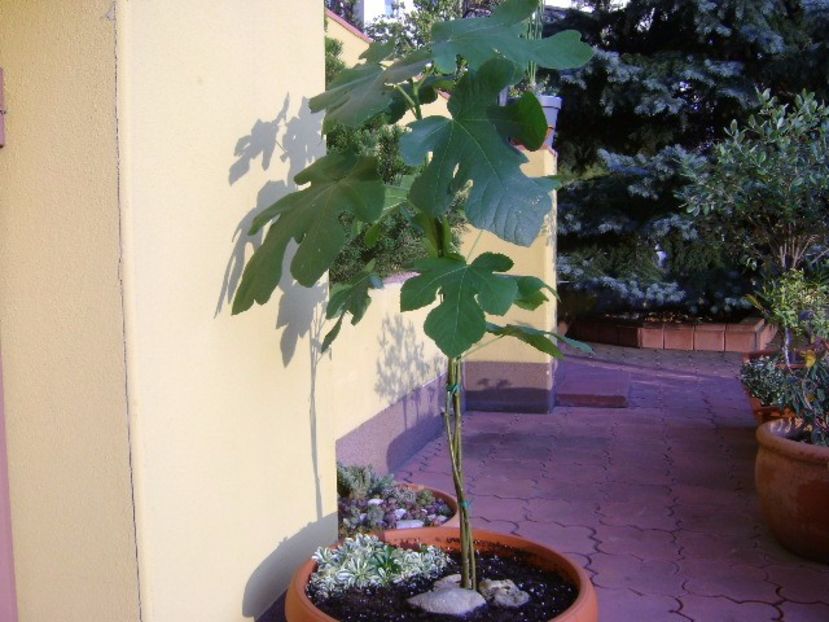 3 Smochini impletiti - Toamna 2016-2017