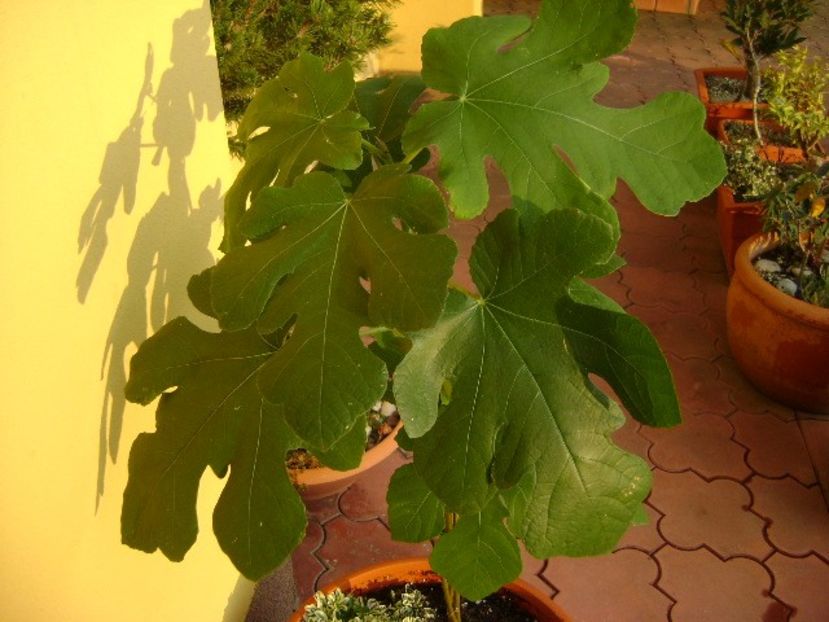 3 Smochini impletiti - Toamna 2016-2017