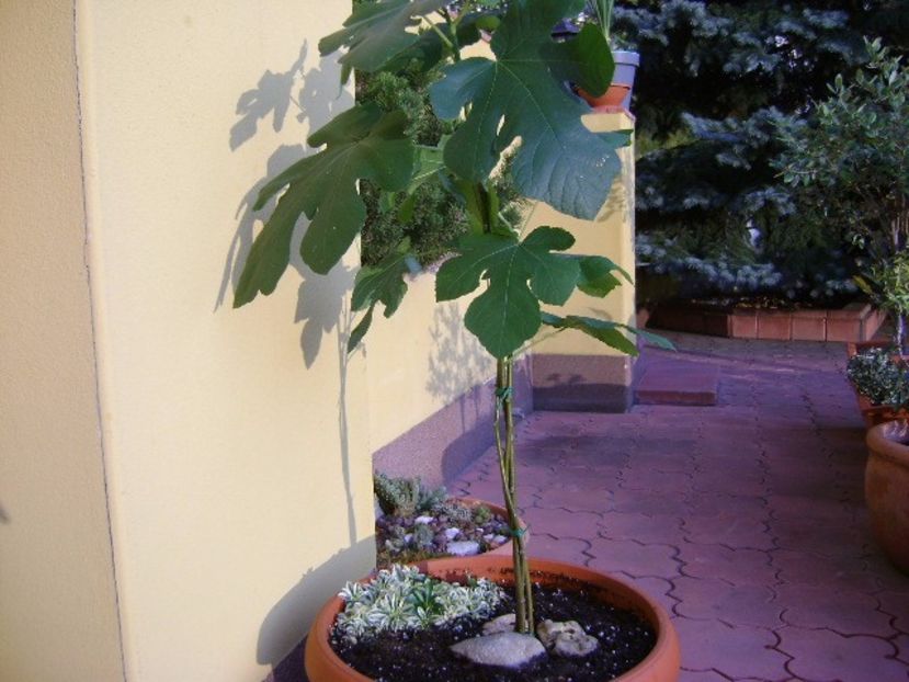 3 Smochini impletiti - Toamna 2016-2017