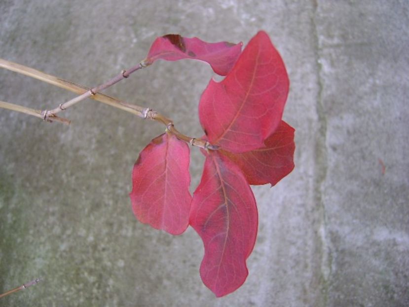 Lonicera sempervirens Dropmore Scarlet - Toamna 2016-2017