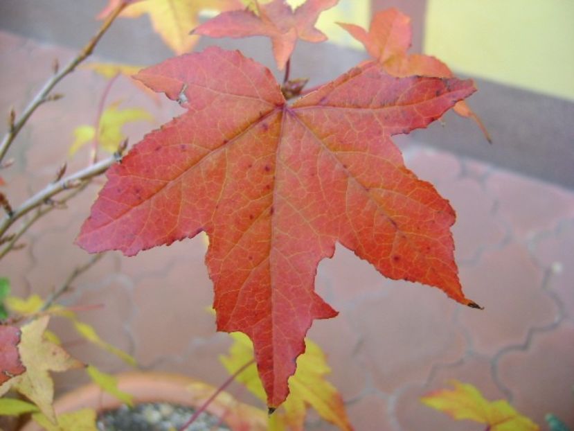 Liquidambar styraciflua, detaliu - Toamna 2016-2017