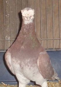 109947721_YZRIKXA - V--Album ORIENTATIV-2