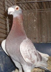 109947722_SRDIXDN3 - V--Album ORIENTATIV-2