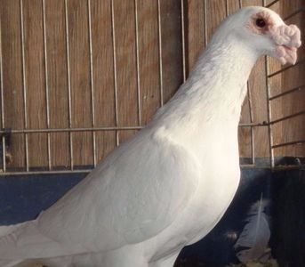 109947723_WIGNGST - V--Album ORIENTATIV-2