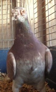 109947725_RJOIVYE - V--Album ORIENTATIV-2