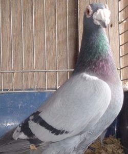 109947753_PDKFOUY3 - V--Album ORIENTATIV-2