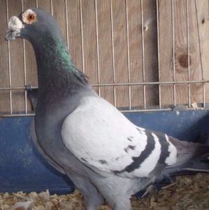 109947754_CYNUCPJ3 - V--Album ORIENTATIV-2