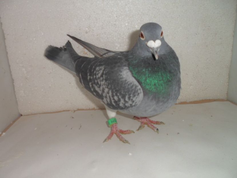 norma pui  catalog - 2018 vanzare