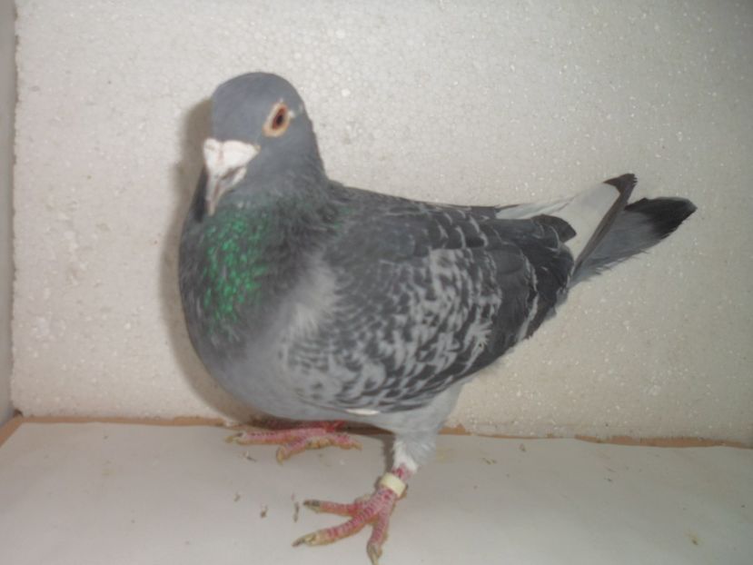 SAM_2209 - 2018 vanzare