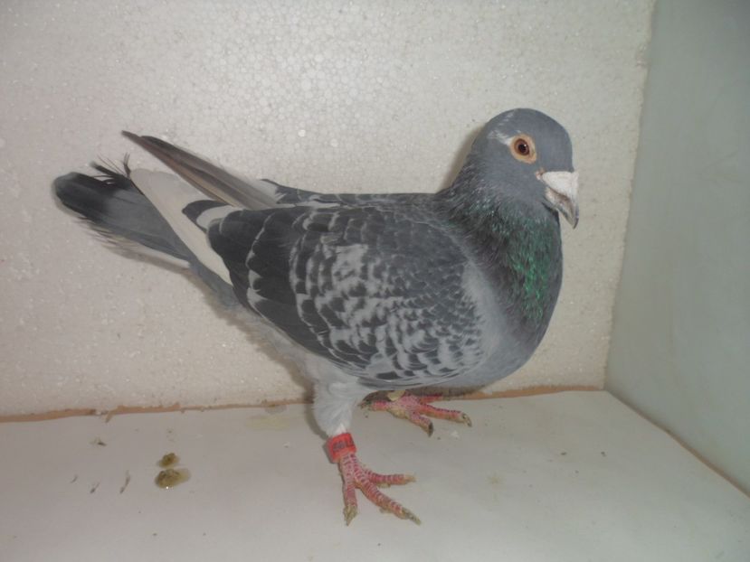 SAM_2210 - 2018 vanzare