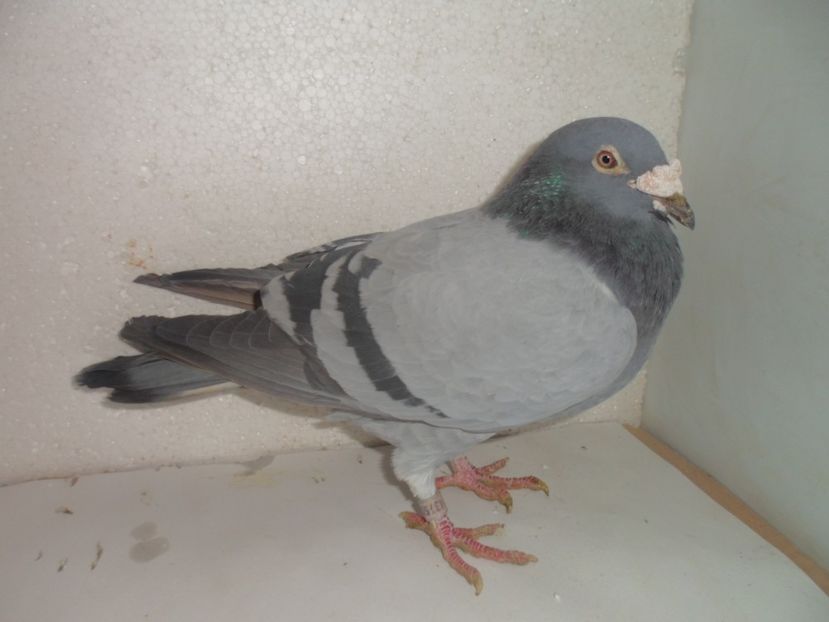 belgianu 07 - 2018 vanzare