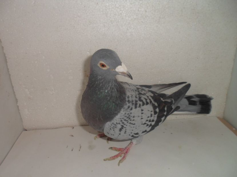 SAM_2217 - 2018 vanzare