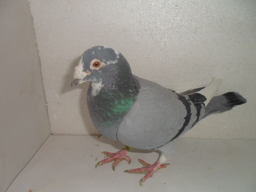 hun 11 rambo vanedut - 2018 vanzare