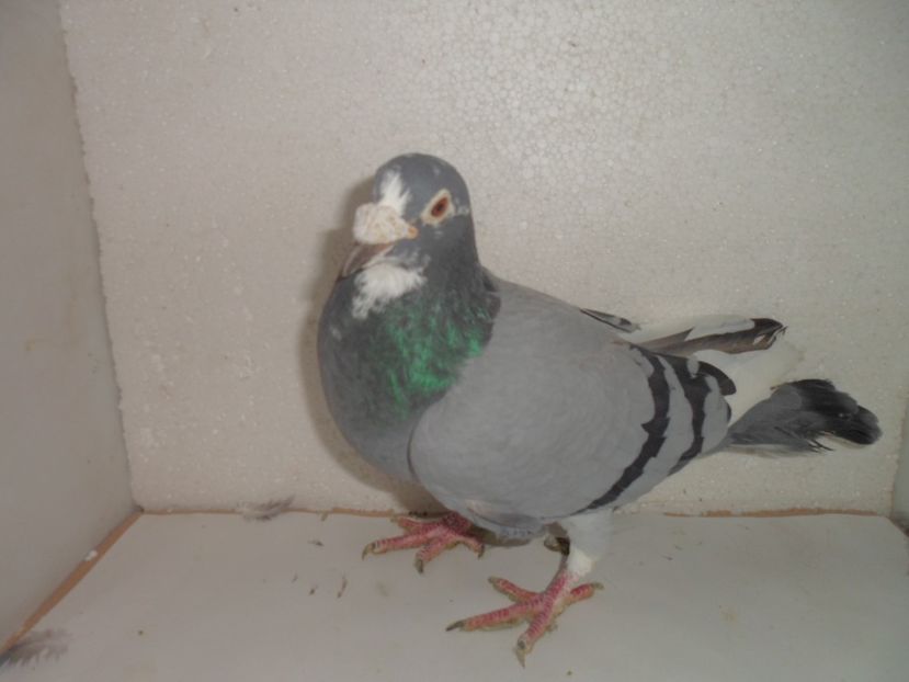 hun 11 rambo - 2018 vanzare