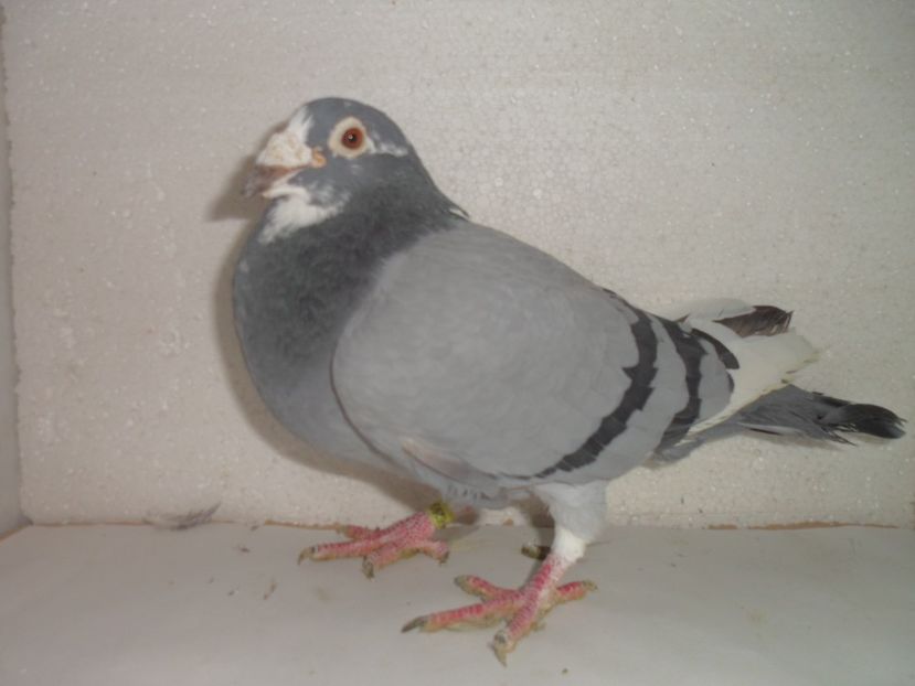 SAM_2224 - 2018 vanzare