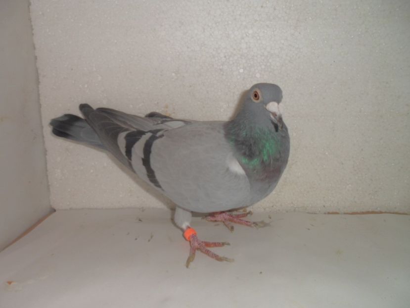 SAM_2226 - 2018 vanzare