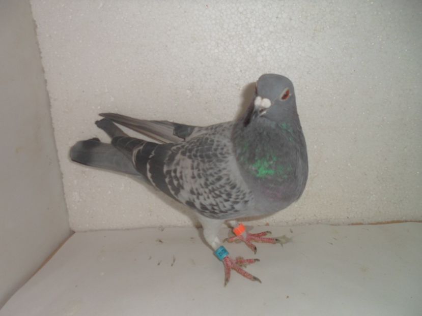 SAM_2227 - 2018 vanzare