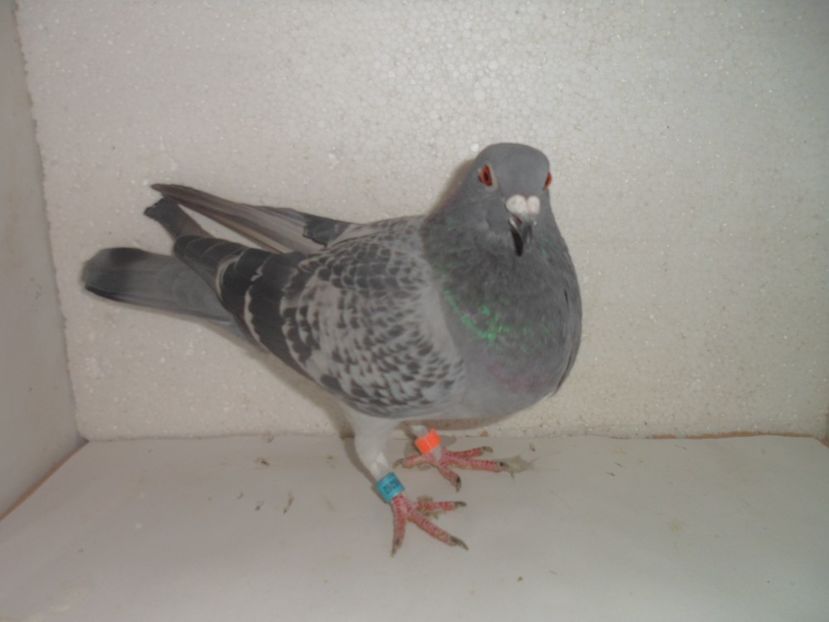 f hun m dezmet - 2018 vanzare