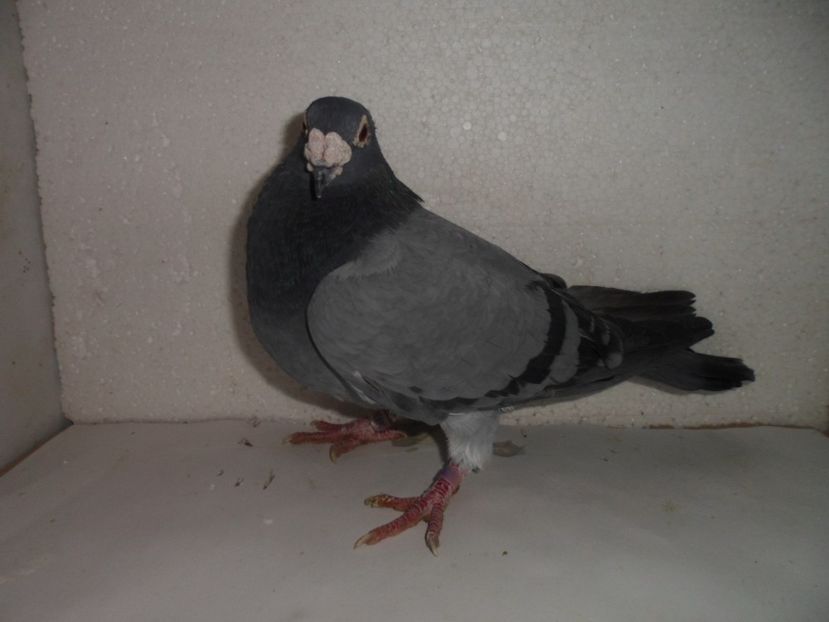 hun 08 gabi sarekens - 2018 vanzare