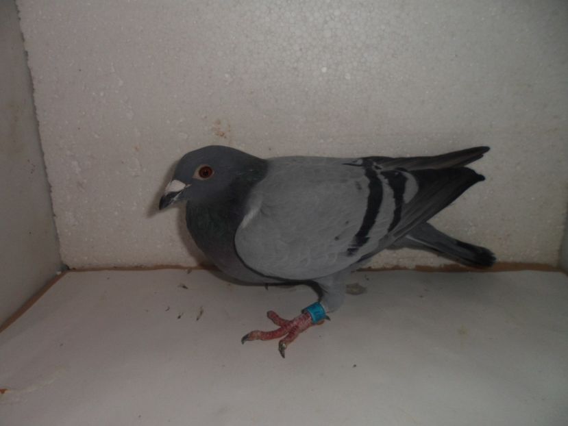 dv  neamt - 2018 vanzare