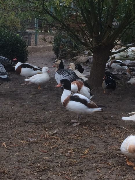 ED7D87E4-4347-436E-AE12-370D35BCE072 - De vanzare