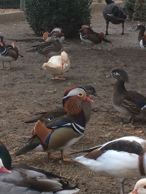 2A37AE2D-F9F3-4FCD-98A2-AEA2C6A49592 - De vanzare