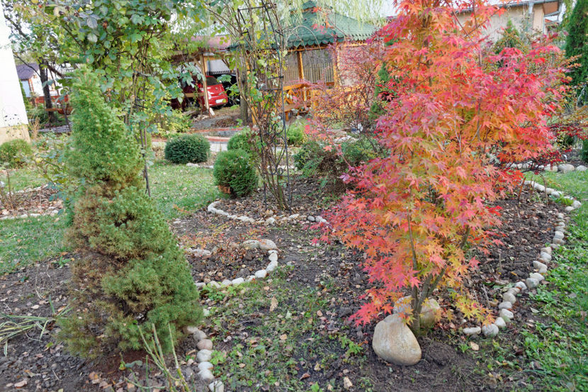Acer Katsura - 2017_Septembrie-Octombrie