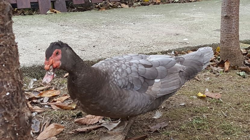  - Bomboane asortate 2017