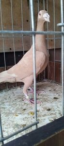 IMG-20171105-WA0003 - carieri 2017