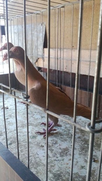 IMG-20171105-WA0001 - carieri 2017