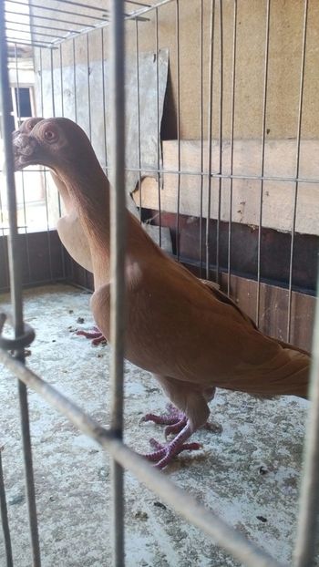 IMG-20171105-WA0000 - carieri 2017