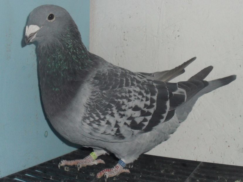  - porumbei standard