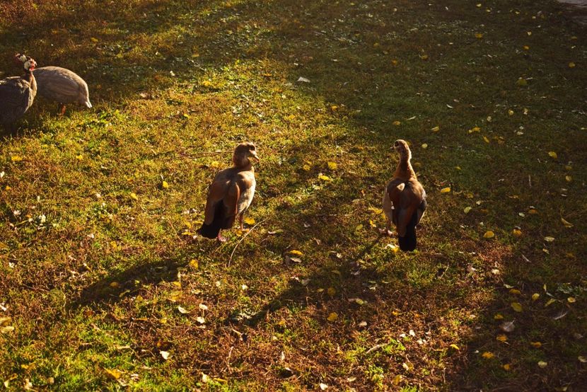 Gaste de nil - Gaste egyptene