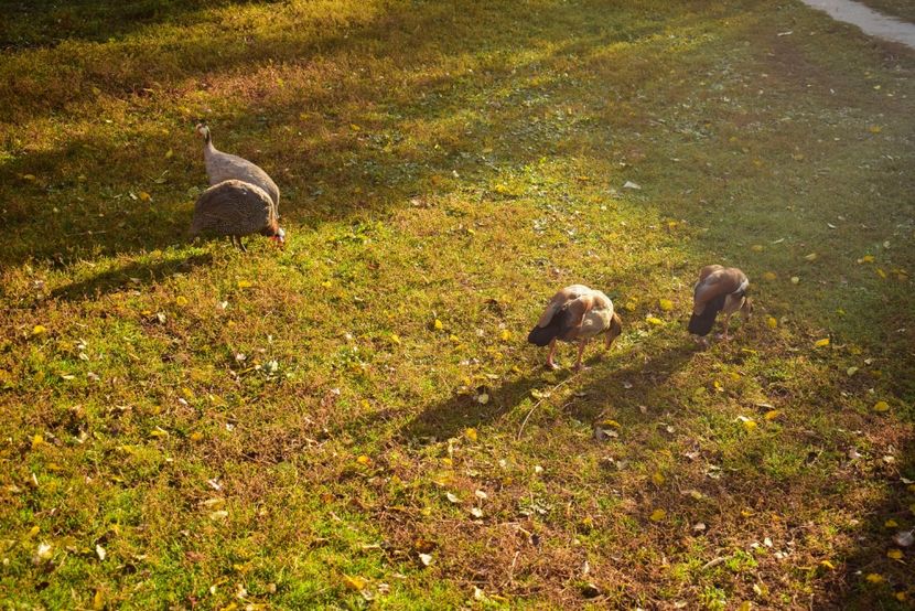 Gaste egiptene - Gaste egyptene