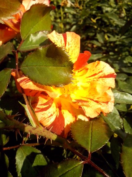 summer lodge - 0 TRANDAFIRI 2017