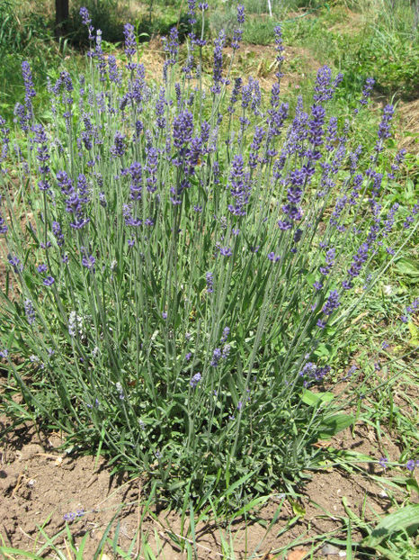Picture 8171 - Lavanda - Lavandula augustifolia