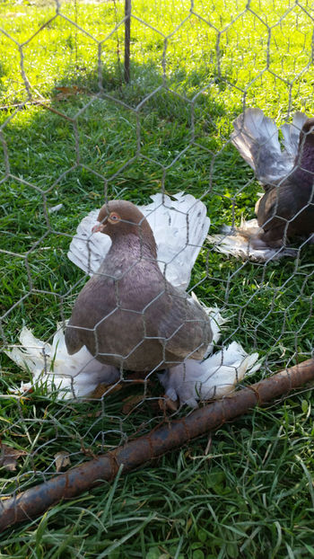  - Rostow Culori amestecate 2017