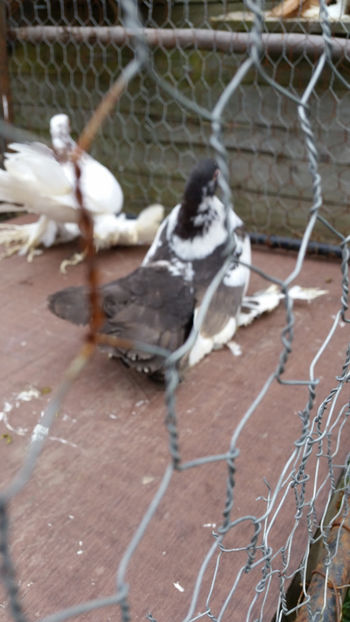  - Rostow Culori amestecate 2017